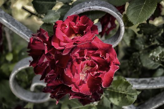 Red roses in Italian garden