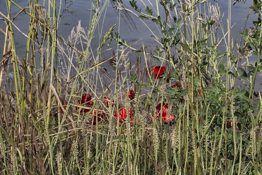 Red poppies and green weeds on channel to the Adriatic Sea 