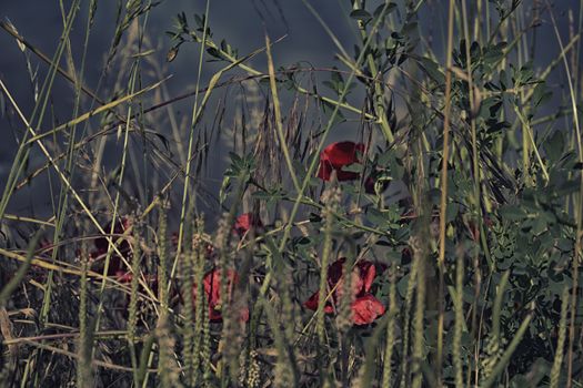 Red poppies and green weeds on channel to the Adriatic Sea 