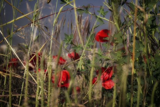 Red poppies and green weeds on channel to the Adriatic Sea 
