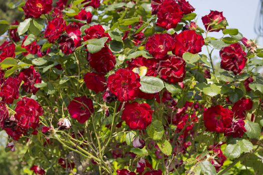 Red roses in Italian garden