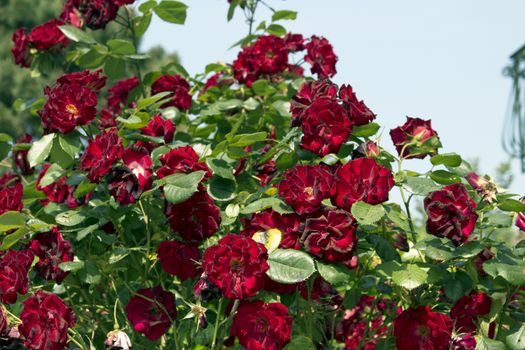 Red roses in Italian garden