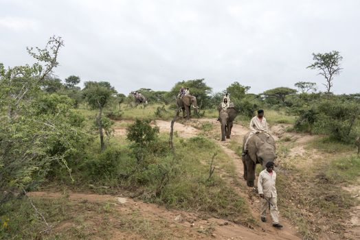 elephant safari