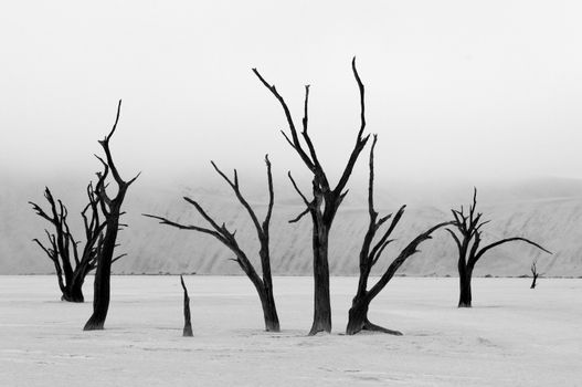 Tree skeletons in monochrome at Deadvlei near Sossusvlei, Namibia
