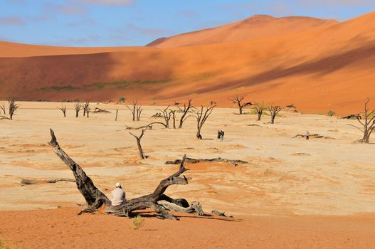 Tree skeletons at Deadvlei near Sossusvlei, Namibia
