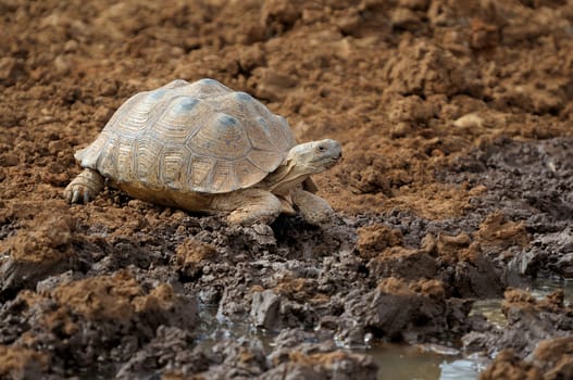Leopard tortoise in the Mokala National Park, South Africa
