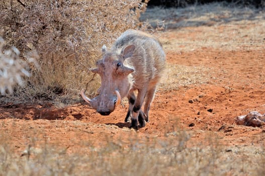 Warthog, wild member of the pig family
