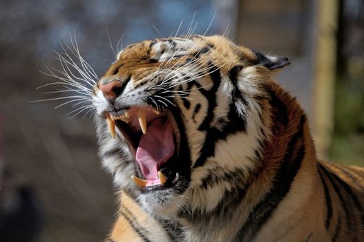 Tiger, Panthera tigris, the largest feline species
