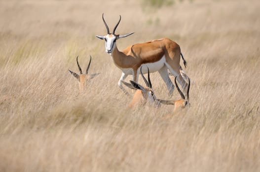 Springbok lying in the the grass to shelter from cold wind, Etosha National Park, Namibia
