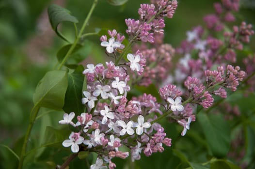 Branch of lilac flowers with the leaves