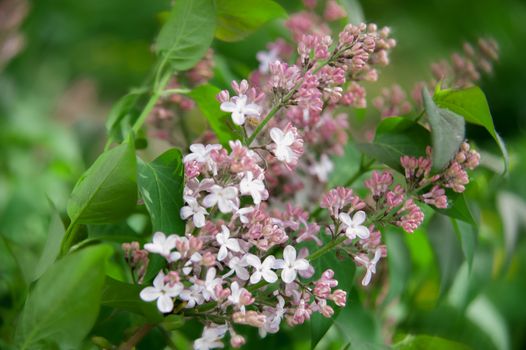 Branch of lilac flowers with the leaves