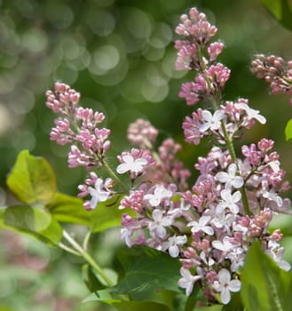 Branch of lilac flowers with the leaves