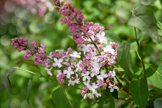 Branch of lilac flowers with the leaves