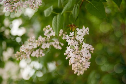 Branch of lilac flowers with the leaves