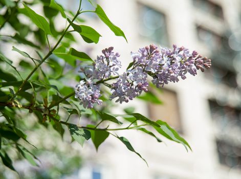 Branch of lilac flowers with the leaves