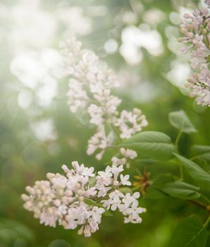 Branch of lilac flowers with the leaves