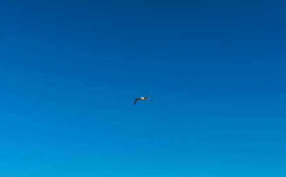 Seagull flight in a blue sky