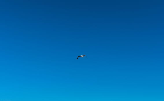 Seagull flight in a clear blue sky