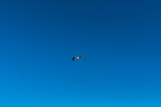 Seagull flight in a blue sky