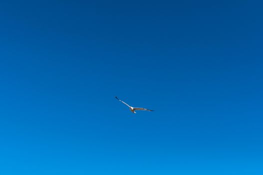 Seagull flight in a blue sky