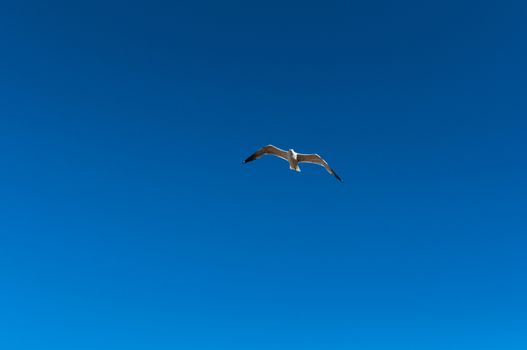 Seagull flight in a blue sky
