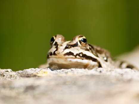 little pond frog relax on pond wall