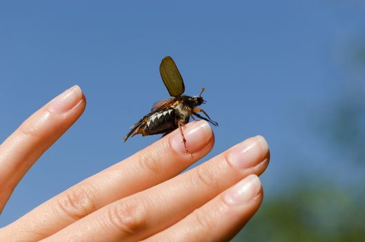 woman palms and fingers crawling big brown cockchafer chafer beetles crawls fingers up spread wings and flies on blue sky background