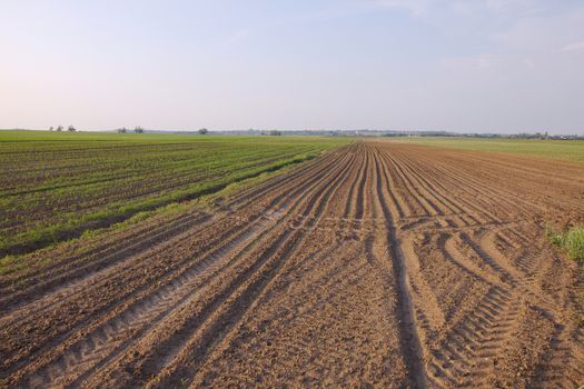 Agricultural field in late sunlight