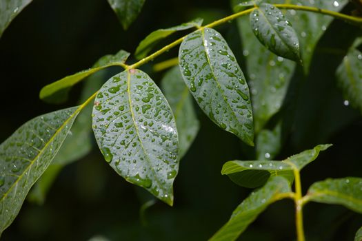 Wet leaves of a tree after rain