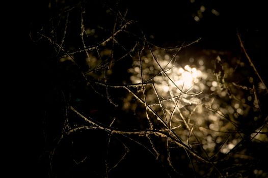 Dark branches background in dark deep forest
