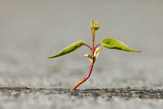 Small plant strating to grown on concrate