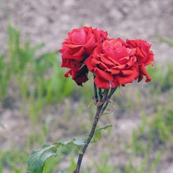 Beautiful red roses over a defocused background