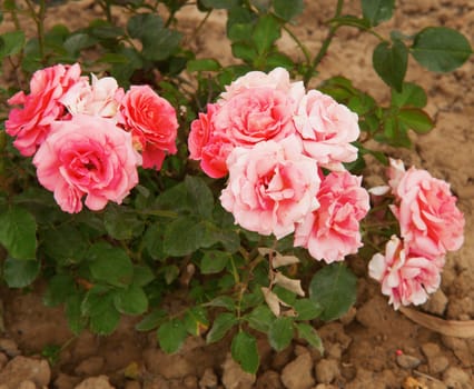 Pink roses bunch coming up from the dirt