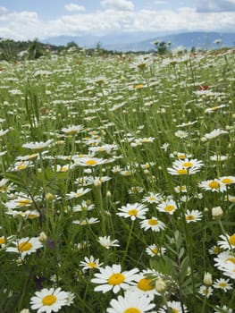 meadow with marguerite and poppies