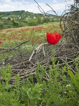 A poppy field near vilage