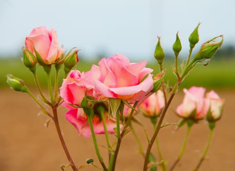 Pink roses from a bunch in a field