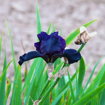 Blue orchid coming out of a field of green grass