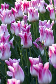 Spring background with tulips 