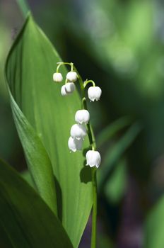 Close up of Lily of the valley 