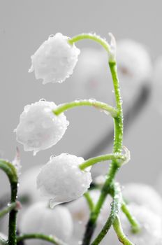 Close up of Lily of the valley 