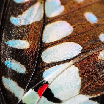 Macro closeup of butterfly wing background pattern