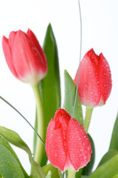 Arrangement of Three Spring Tulips with Water Drops and Green Leafs isolated on white background