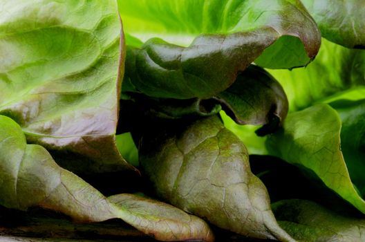 Background of Fresh Crunchy Green and Red Butterhead Lettuce Leafs closeup