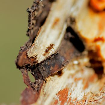 Ginger Ant into Rotten Wood closeup. Focus on Head and Eyes