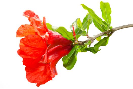 Isolated pomegranate spring blossom red flowers on white background