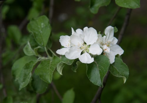 flowers of an Apple-tree on the green line