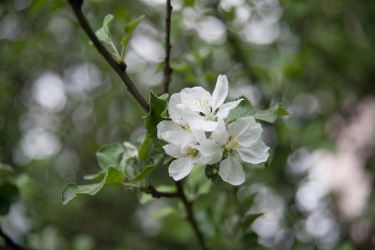 flowers of an Apple-tree on the green line