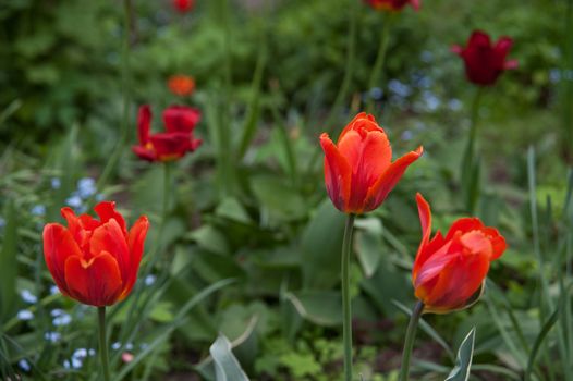 red Tulip in the garden in summer