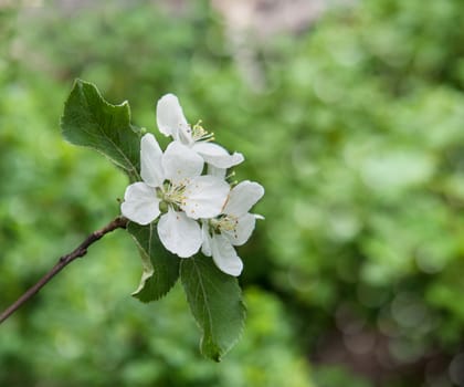 flowers of an Apple-tree on the green line