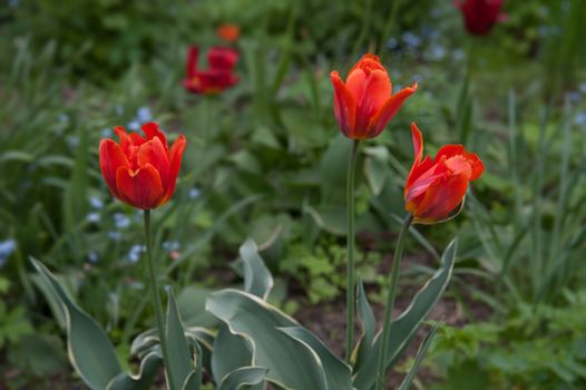 red Tulip in the garden in summer